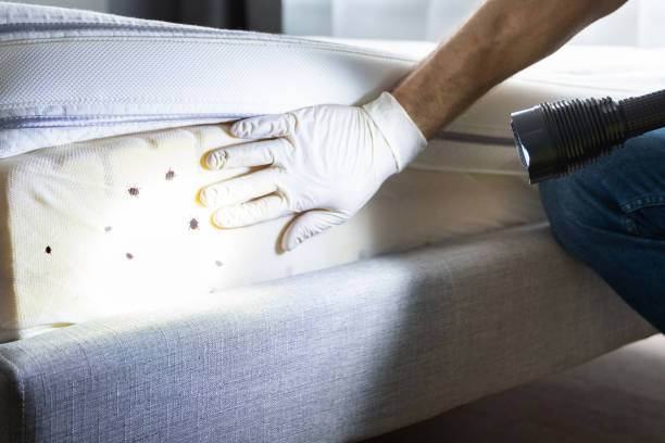 Best Ant Control Services  in Fort Davis, TX